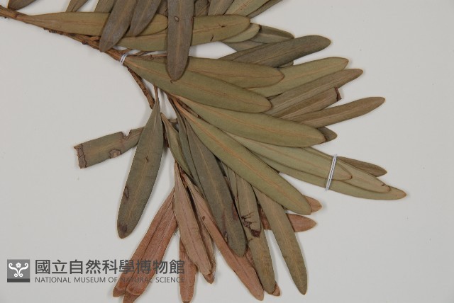 蘭嶼羅漢松藏品圖，第3張