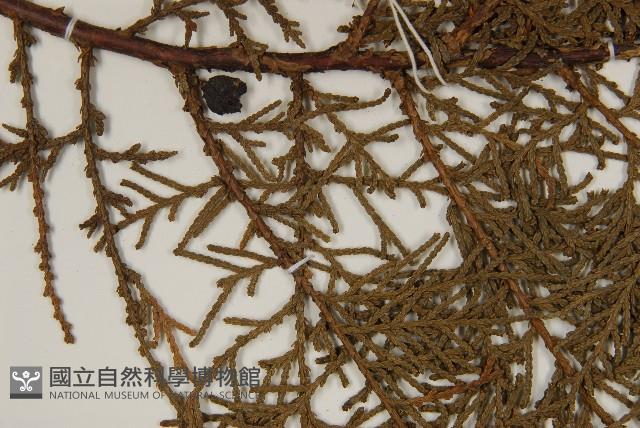 側柏藏品圖，第4張