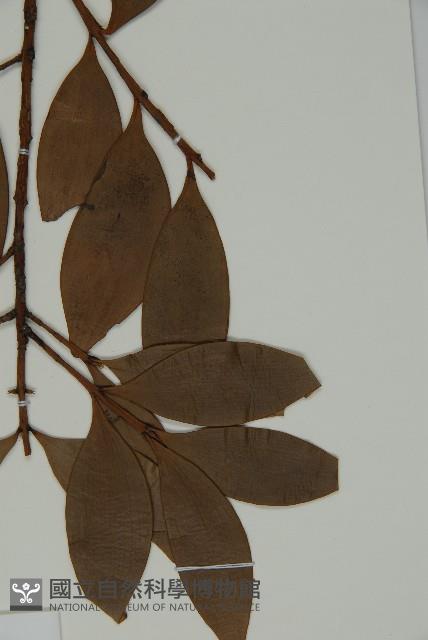 竹柏藏品圖，第4張