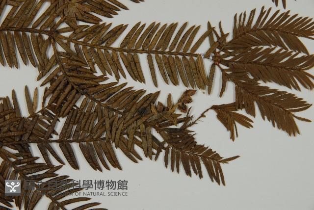 香榧藏品圖，第4張