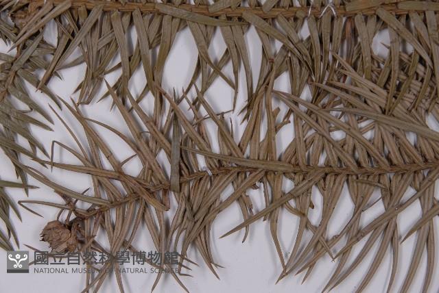 杉木藏品圖，第4張