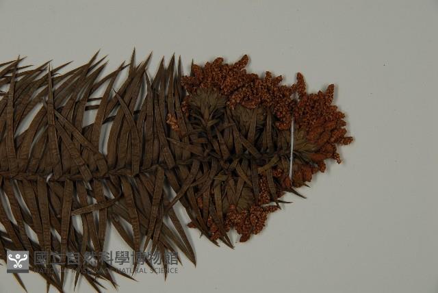 柳杉藏品圖，第4張