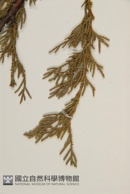 檜柏藏品圖，第4張