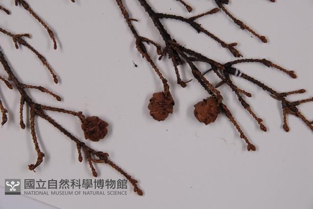 臺灣鐵杉藏品圖，第3張