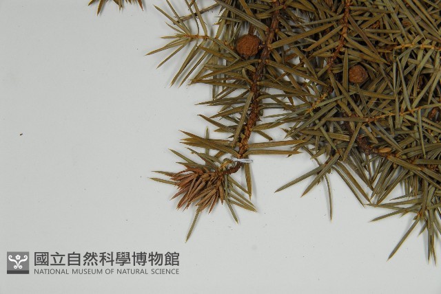 刺柏藏品圖，第4張