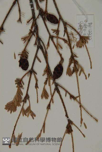 臺灣鐵杉藏品圖，第4張