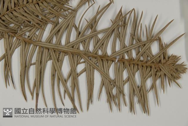 杉木藏品圖，第4張