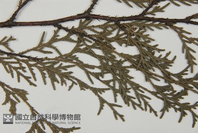 柏木、柏樹藏品圖，第4張