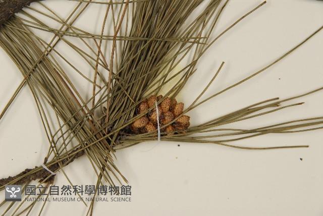 臺灣二葉松藏品圖，第6張