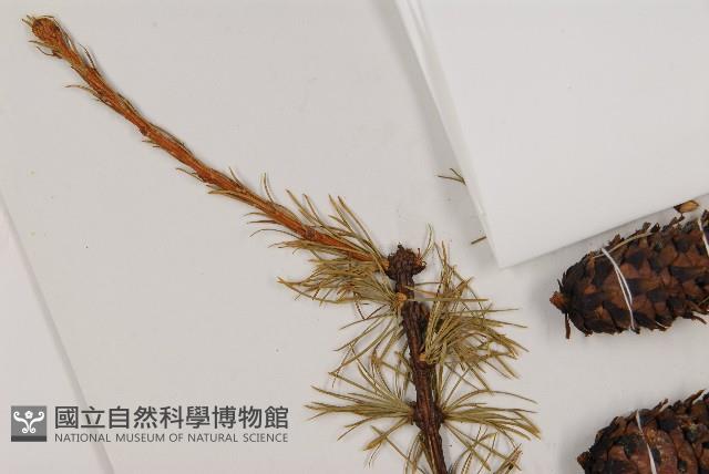 大果紅杉藏品圖，第4張