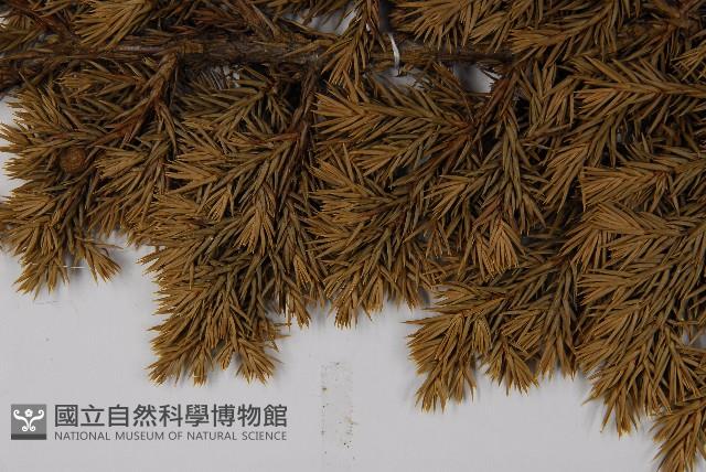 香青藏品圖，第4張