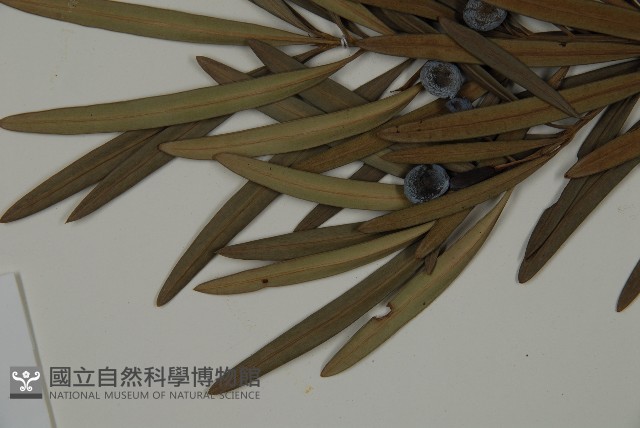 大葉羅漢松藏品圖，第4張