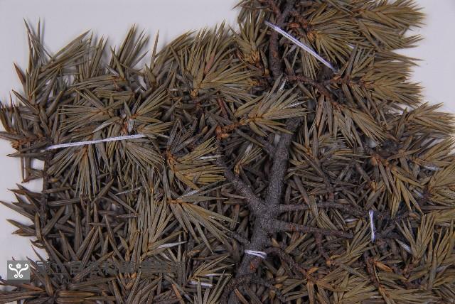 刺柏藏品圖，第4張