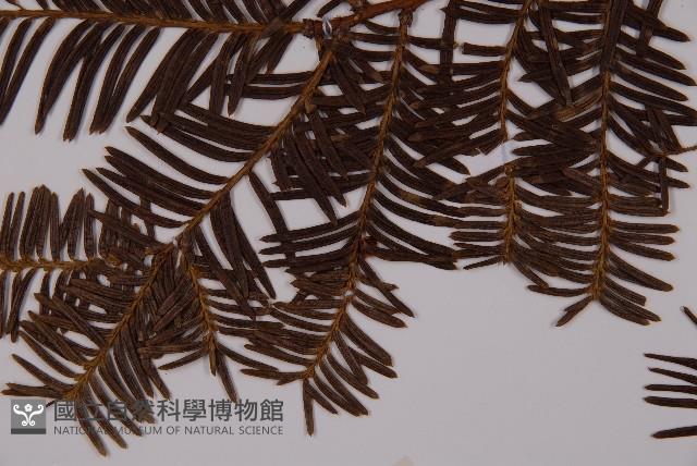 東北紅豆杉藏品圖，第4張