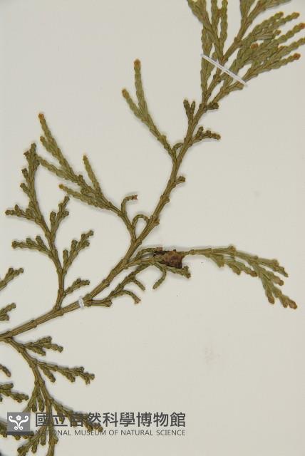 台灣肖楠藏品圖，第4張