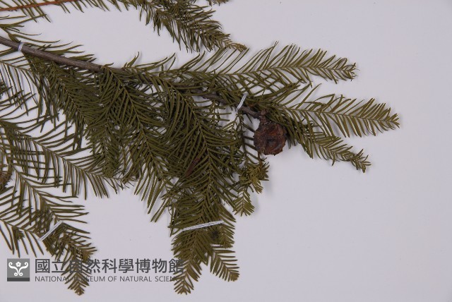 落羽松、美國水松藏品圖，第4張