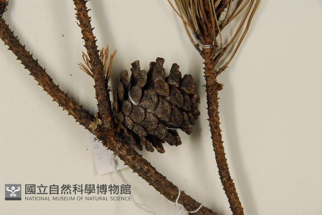 臺灣二葉松藏品圖，第3張