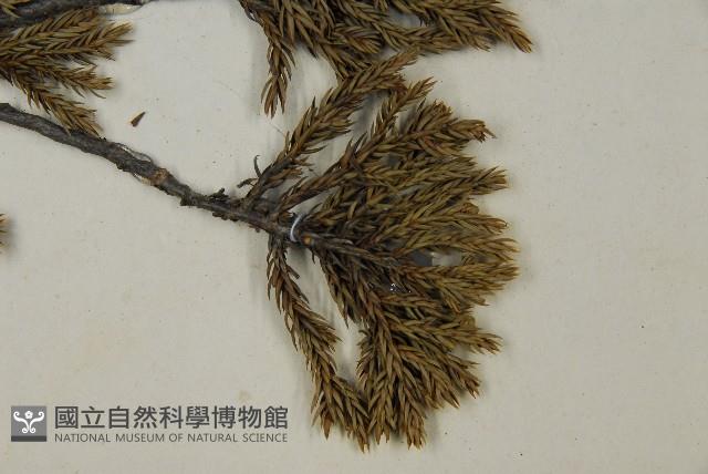 香青藏品圖，第4張