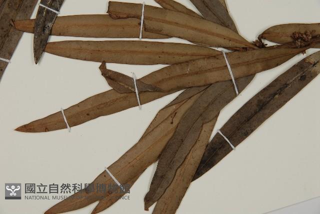 大葉羅漢松藏品圖，第4張