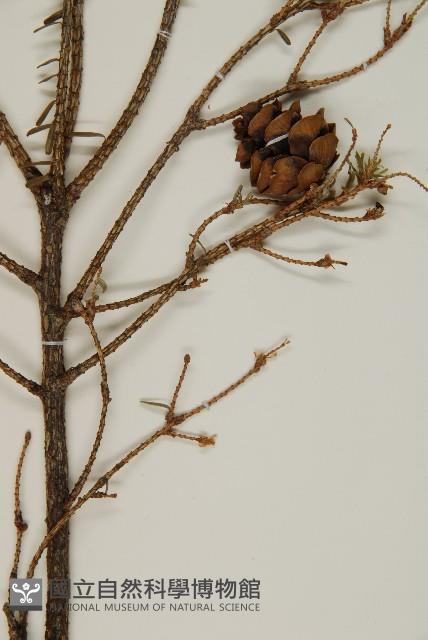 台灣鐵杉藏品圖，第4張