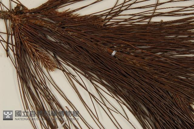 臺灣二葉松藏品圖，第3張