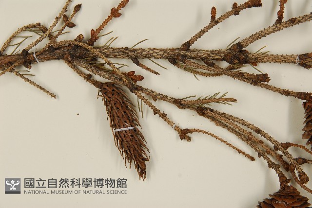臺灣雲杉藏品圖，第4張