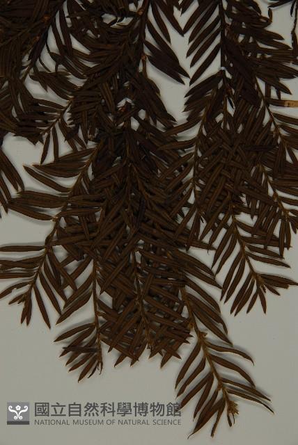 臺灣紅豆杉、紫杉、南方紅豆杉藏品圖，第4張