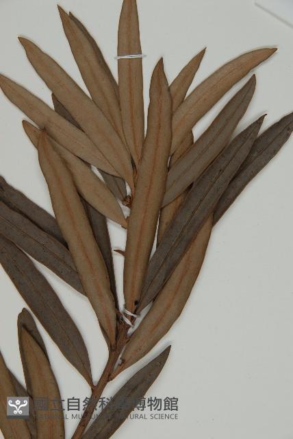 百日青藏品圖，第4張