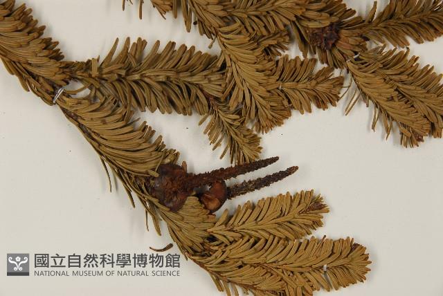 臺灣冷杉藏品圖，第4張