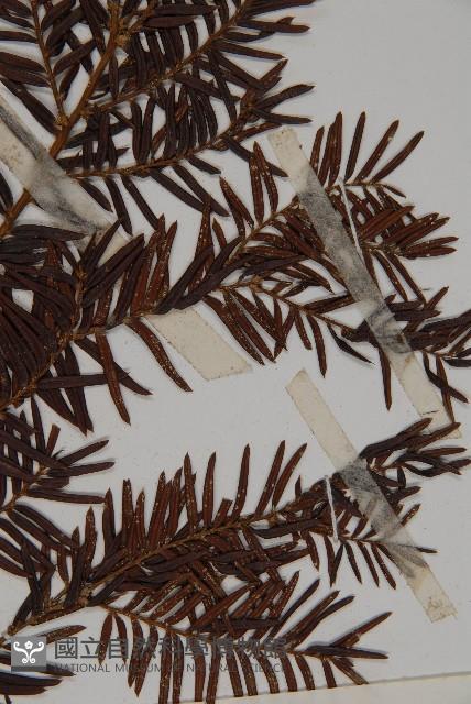 臺灣紅豆杉、紫杉、南方紅豆杉藏品圖，第4張