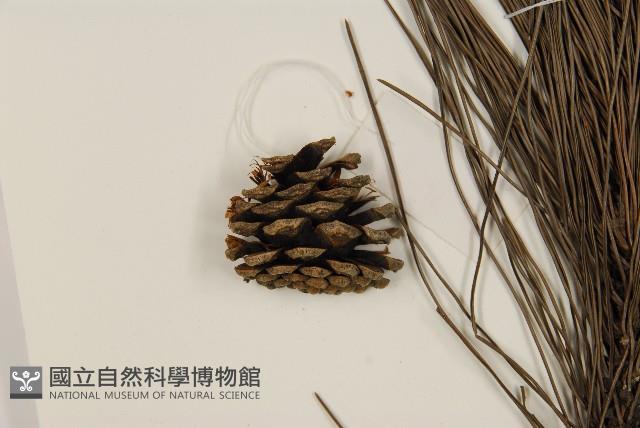 臺灣二葉松藏品圖，第3張