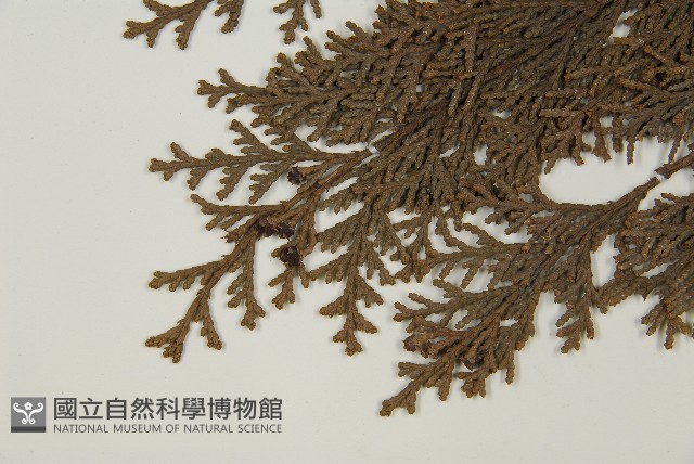 紅檜藏品圖，第4張