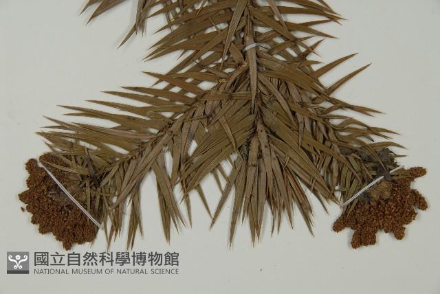 杉木藏品圖，第4張