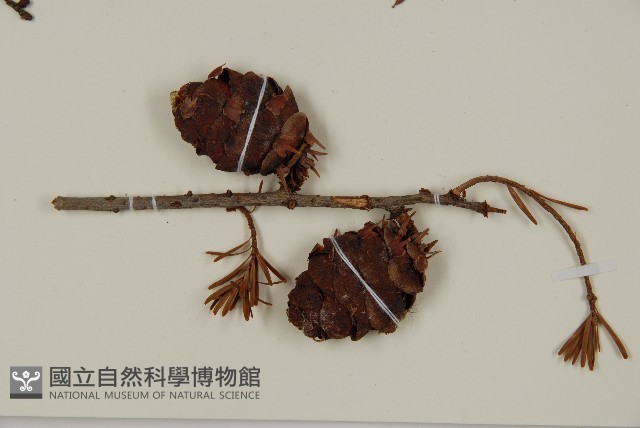 臺灣黃杉藏品圖，第3張