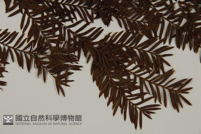 臺灣紅豆杉、紫杉、南方紅豆杉藏品圖，第4張