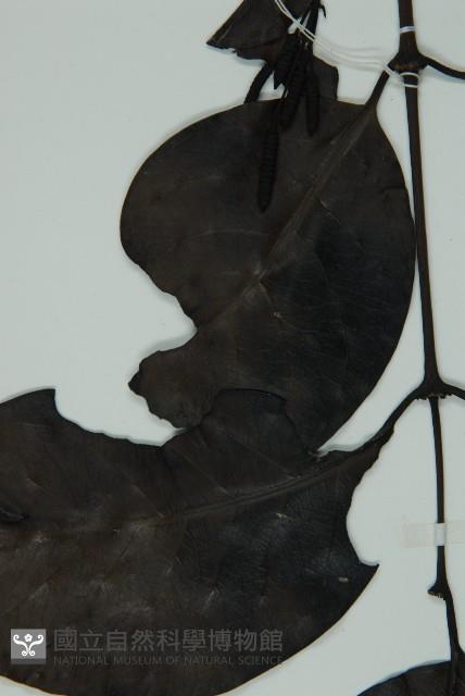 買麻藤藏品圖，第4張