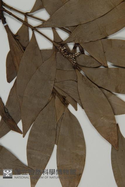 竹柏藏品圖，第4張