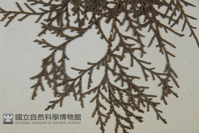 日本扁柏藏品圖，第4張