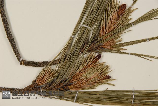 臺灣二葉松藏品圖，第3張