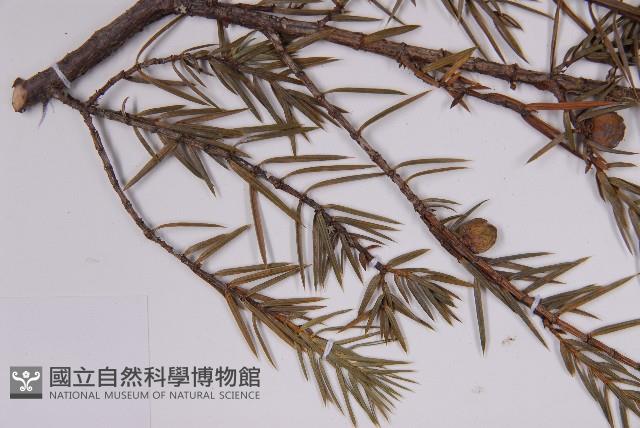 刺柏藏品圖，第4張