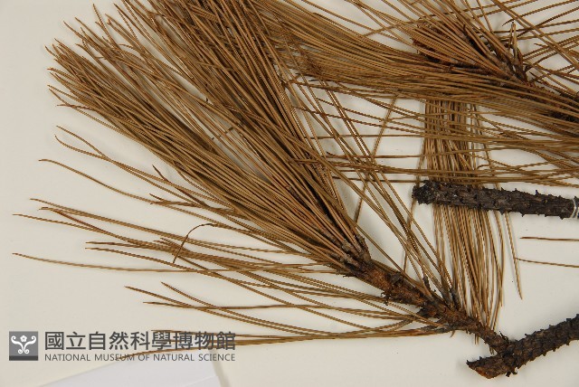 馬尾松藏品圖，第4張