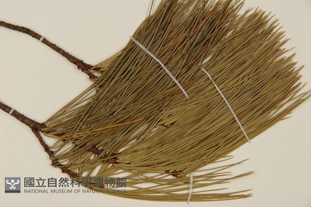 登錄號:G001065藏品圖，第4張