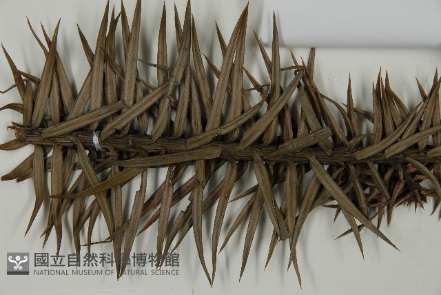 杉木藏品圖，第4張