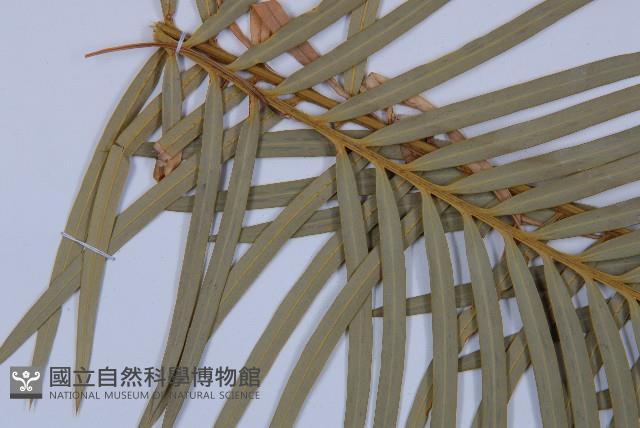 台東蘇鐵藏品圖，第3張