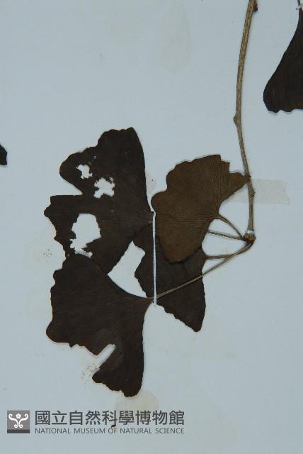 銀杏藏品圖，第4張