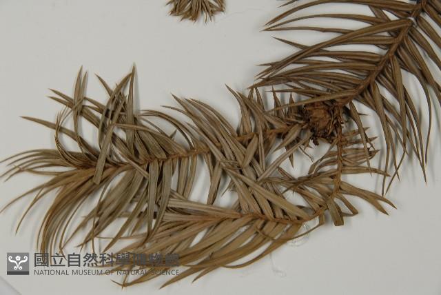 杉木藏品圖，第4張