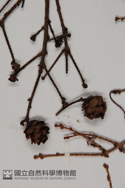 雲南鐵杉藏品圖，第4張