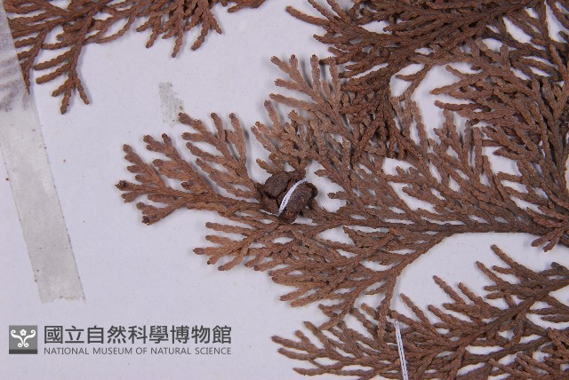 臺灣扁柏藏品圖，第4張