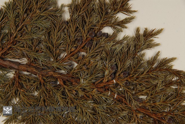 香青藏品圖，第4張