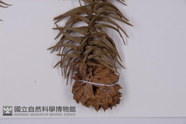 杉木藏品圖，第4張